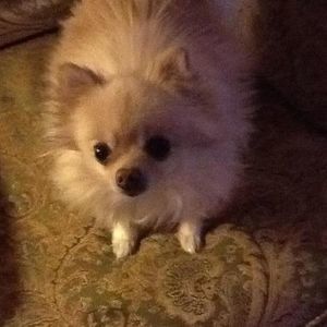 Meet your Posher, Cindy